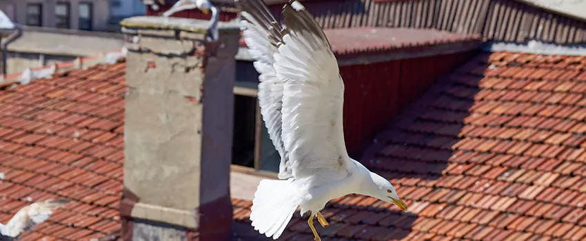 Residential Chimney Animal Removal Solution in Avenel, NJ