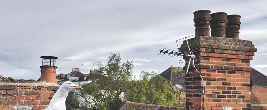 Chimney Cleaning And Restoration in Avenel, New Jersey